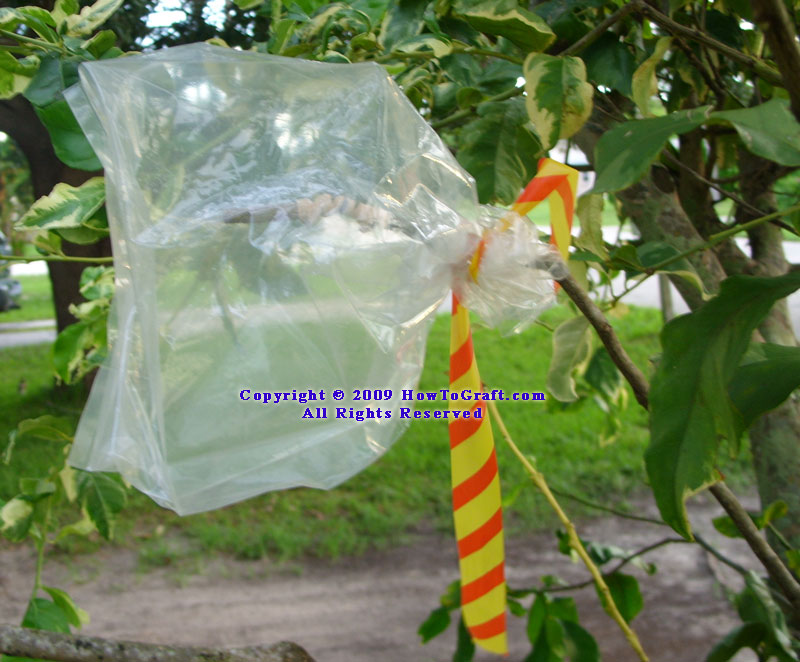 Grafted plant protected by
plastic bag